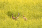 Family in deep grass