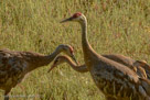 Adults with expanded crowns as a nearby Great Horned Owl kills a duck in the grass.