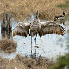 Millie wing spreading and flapping