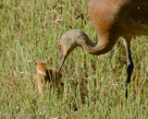 FEEDING - Roy offers an insect to Pi ( 3 days old).