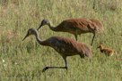 FORAGING -Pi (6 days old)  walks across bog central with his parents.