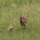 PI DANCES WITH MOM - Millie ruffles and 12-day old PI runs across.  (sequence, 1st of 6)