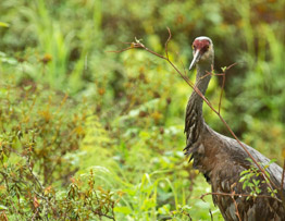 Roy off the nest on a rainy day  (June 27, 2016)