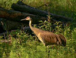 The sum illuminates Millie as she forages on June 26, 2016.