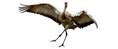 Straight-leg- highstep