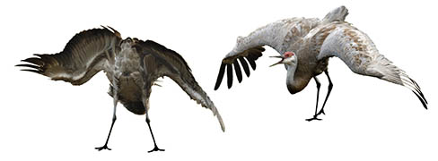 Wing-spread-forward-bow