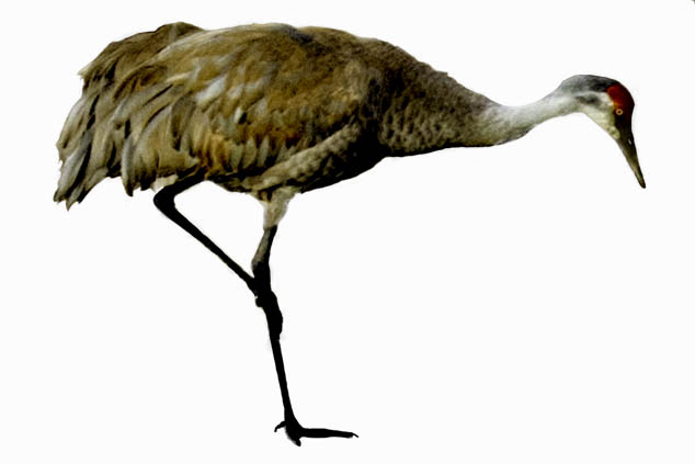 Horizontal-walk-threat