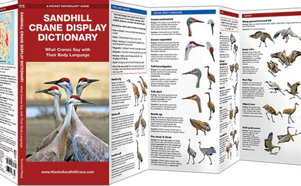 Sandhill Crane Display Dictionary